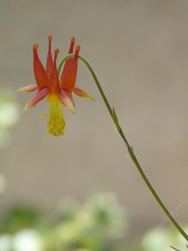 Aquilegia formosa Crimson Columbine, Western Columbine, or  Red Columbine flower