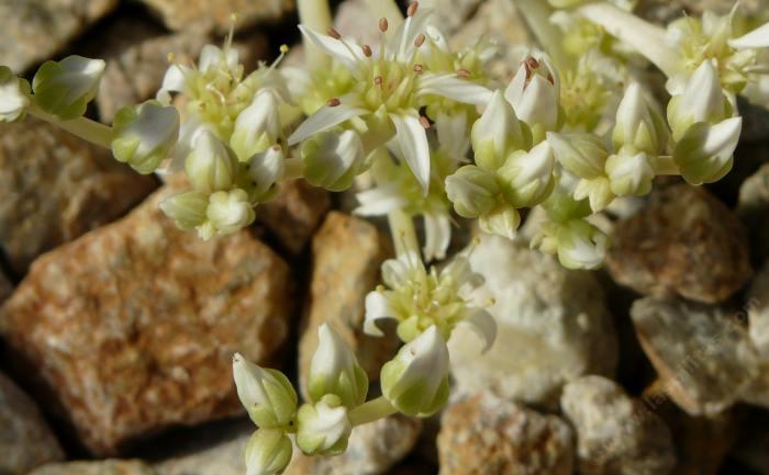 Lady Fingers (Dudleya edulis) flowers