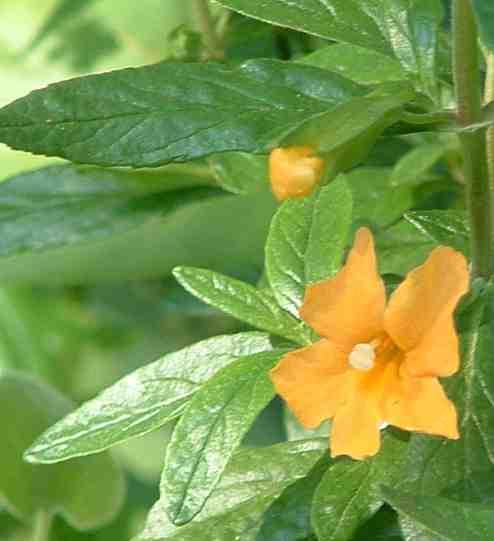The Sierra form of sticky monkey flower