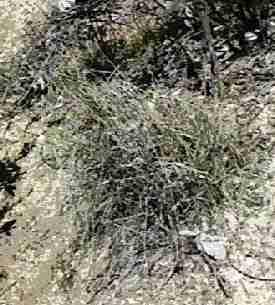 Stipa lepida Foothill Stipa - grid24_24
