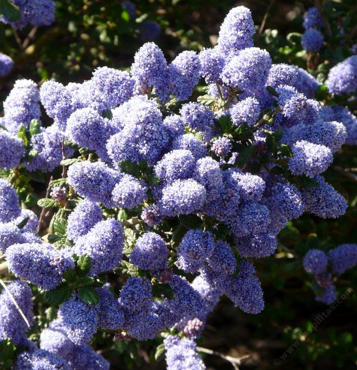 Ceanothus Plant - Letfore