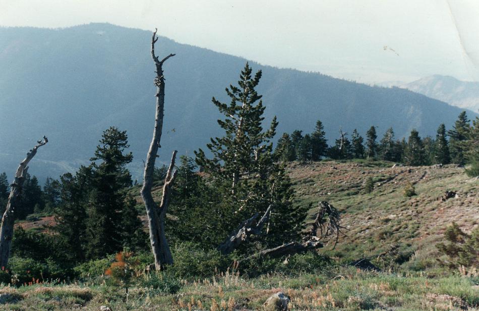 Pinus flexilis, Limber Pine, grows in the  harsh environment of the high- elevation pine forests of California, as you can see here by its dead companions.