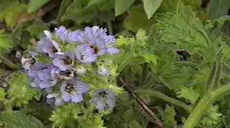 Phacelia bolanderi,  Blue-Flowered Grape Leaf Phacelia, is a very showy,  perennial Phacelia. 