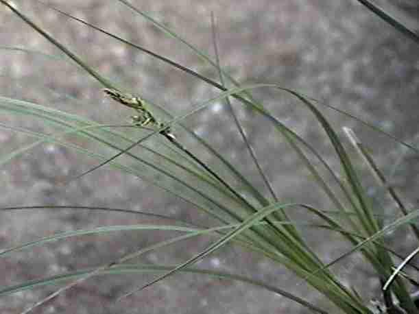 Carex globosa, Globe Sedge - grid24_24