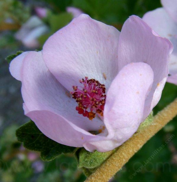 Malacothamnus densiflorus, Many Flowered Bushmallow flower.