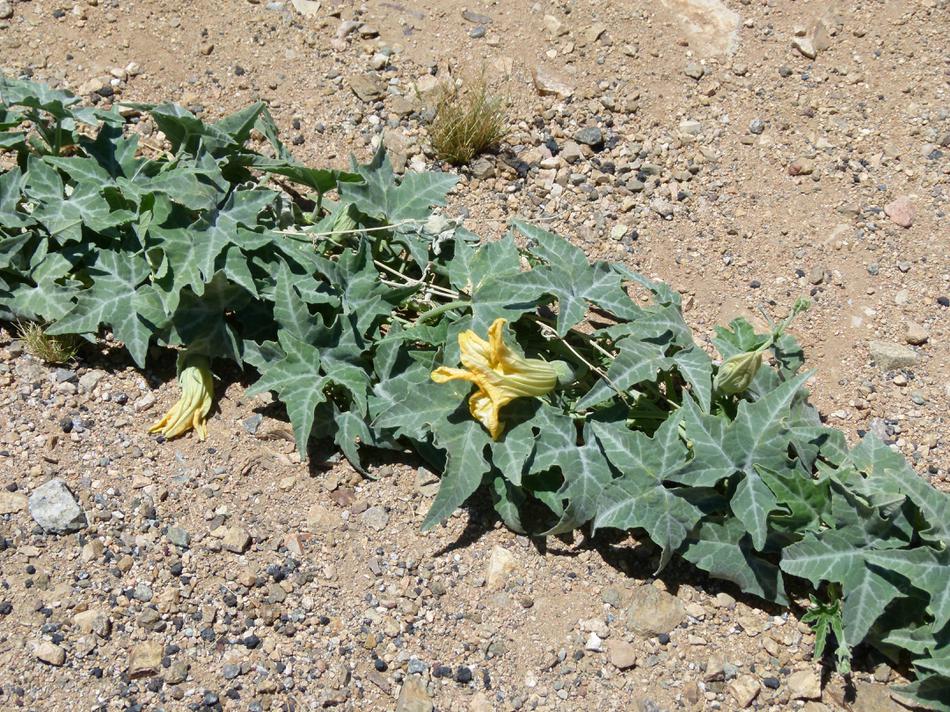 Cucurbita palmata, Coyote Gourd.