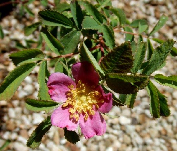 Rosa pisocarpa Cluster Rose