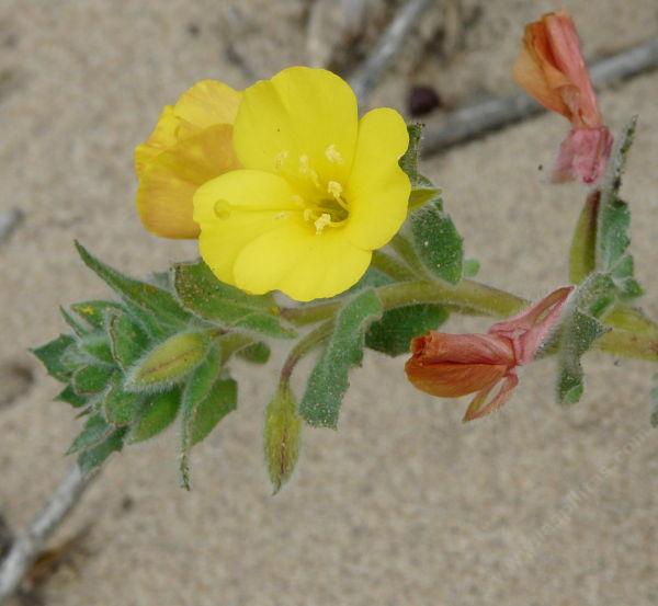 Camissonia cheiranthifolia ssp. suffruticosa, Beach Evening Primrose  in flower.