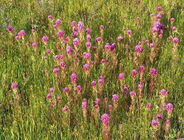 Orthocarpus densiflorus, Owl's Clover in a field of grassy weeds