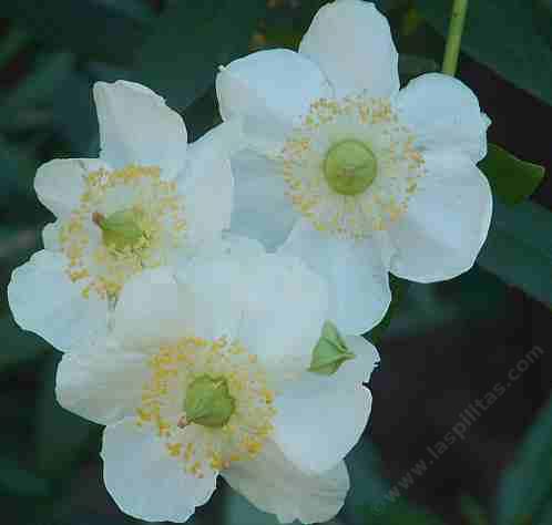 Carpenteria californica, Bush anemone flowers - grid24_24
