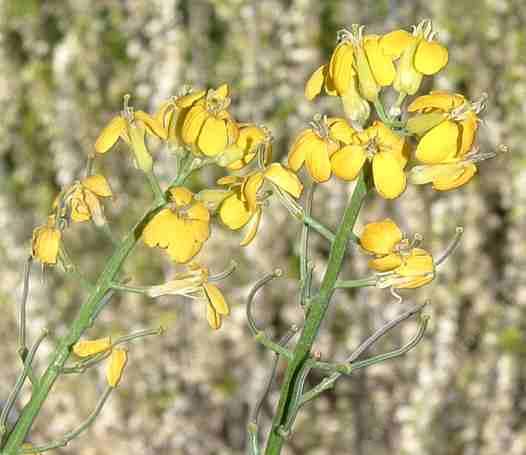 Erysimum insulare, Dune Wallflower, here showing its mustard ancestry. - grid24_24