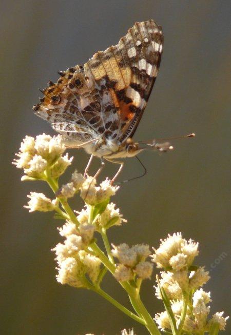 Baccharis emoryi, Emory Baccharis flowers. with a Painted Lady