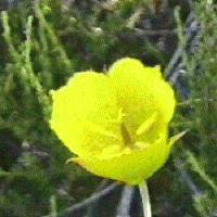 Calochortus weedii Weeds Mariposa