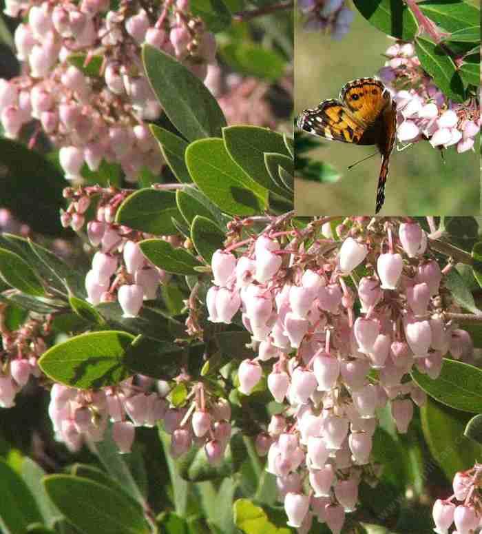 A Painted lady on a Sentinel Manzanita