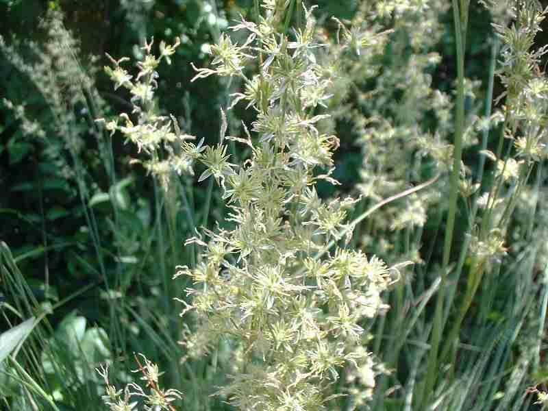 Juncus macrophyllus Long leaf rush - grid24_24