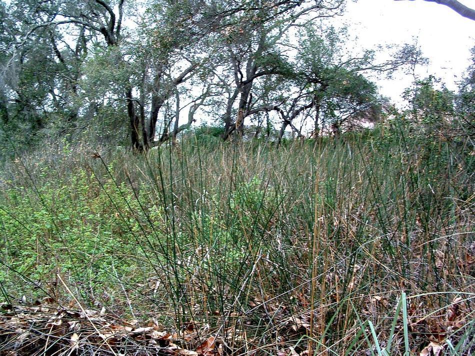 Juncus textilis Basket Rush