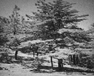 A 50 year old picture Cupressus sargentii Sargent Cypress - grid24_24