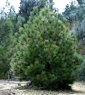 Pictured here is the luscious Pinus jeffreyi, Jeffrey Pine, growing in our Santa Margarita garden.
