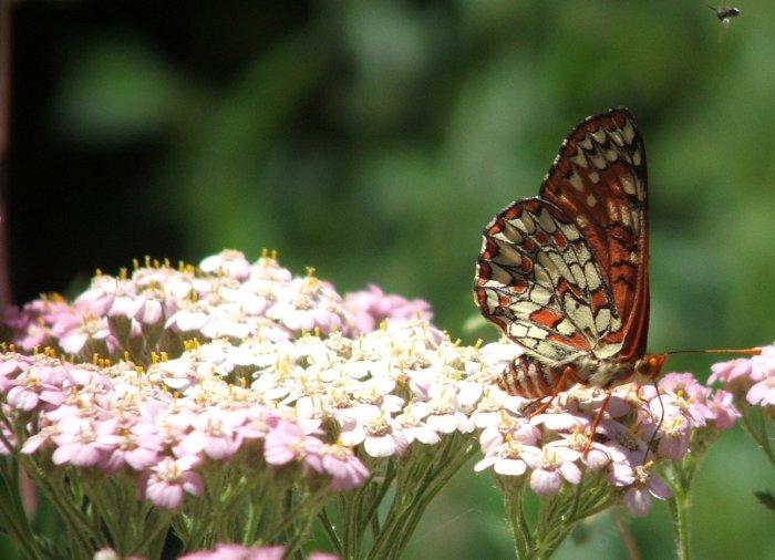 Achillea millefolium var. rosea 'Island Pink', Pink California Yarrow