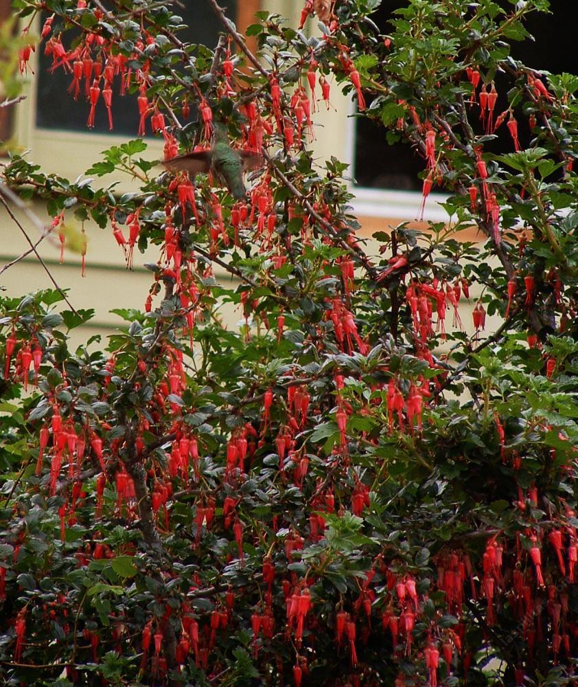 Ribes specosum, Fuchsia flowered Gooseberry,  in flower with Anna Hummingbird up in left corner