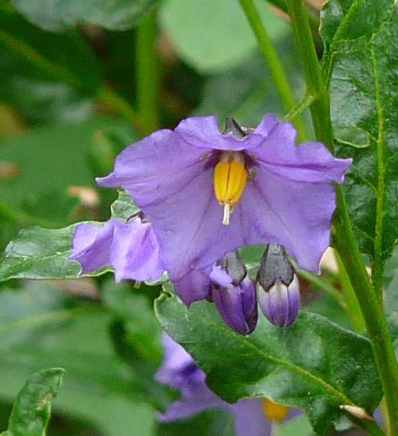 Solanum xanti hoffmannii grows from about Santa Barbara south into San Diego County.  - grid24_24
