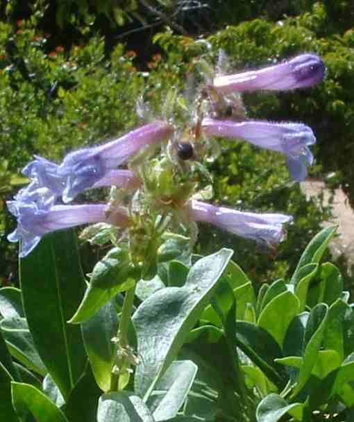 Penstemon heterodoxus, Sierra Penstemon, is a standout in the rock garden, placed in front of  taller yellow flowers such as Solidago species. 