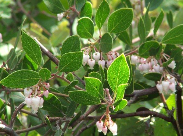 Ten Easy Native Plants For The Bay Area