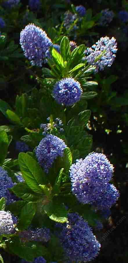 We grew Rubins Blue for a few years, but it froze out on us.