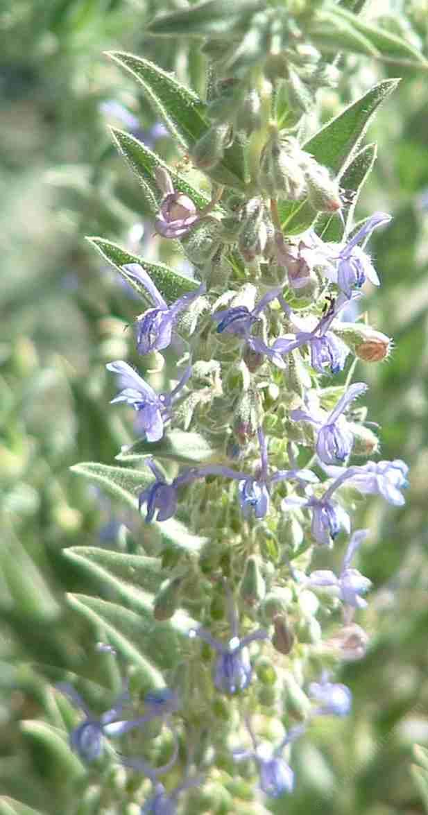 Trichostema lanceolatum Vinegar weed