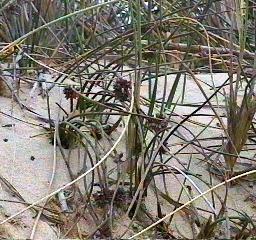 Juncus leseurii Salt Rush