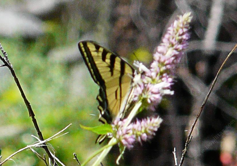 Agastache with a Swallowtail Butterfly
