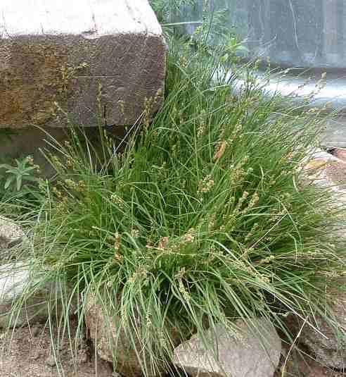 Carex praegracilis (clustered field sedge)