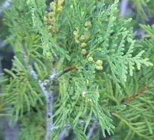 Thuja plicata Western Red Cedar