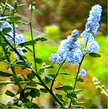 Louis Edmunds Mt. lilac