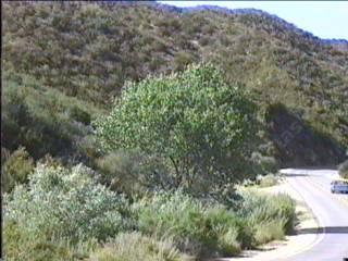 Populus fremontii, Western Cottonwood along hwy 58