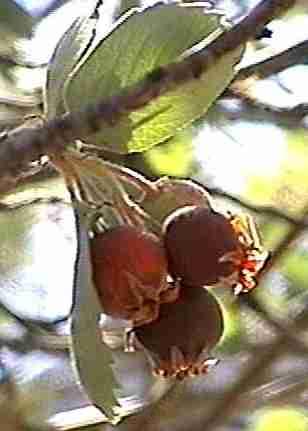 Amelanchier Utahensis Utah Service Berry