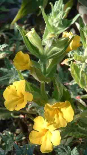 Clevelandii Monkey flower grows on Southern California mountain tops.