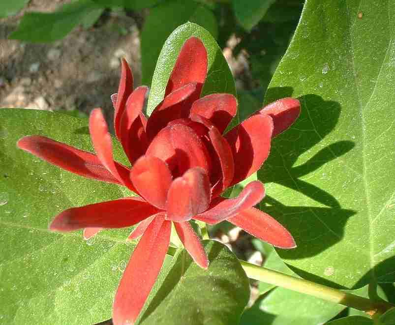 A closeup of the flower of Calycanthus occidentalis, Spice Bush, with the leaves below it.  - grid24_24
