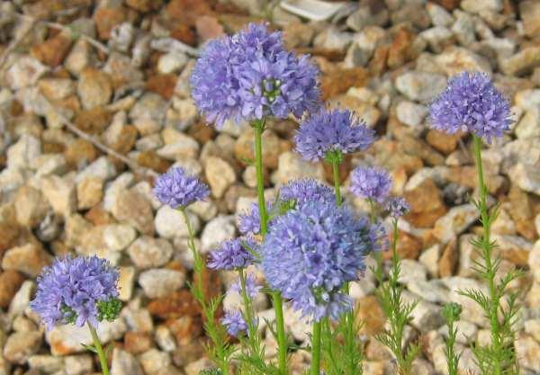 Gilia capitata, Globe Gilia, is shown here in the Santa Margarita nursery, California. - grid24_24