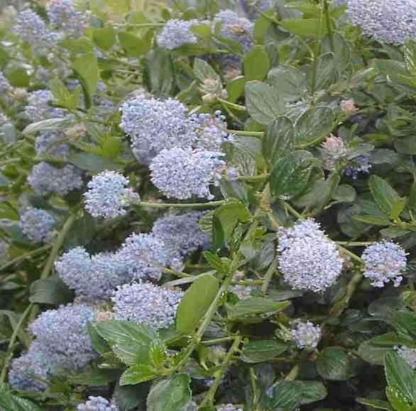 The blue flowers of Ceanothus thyrsiflorus repens a wonderful on a north slope or on the edges of a shady glen. - grid24_24
