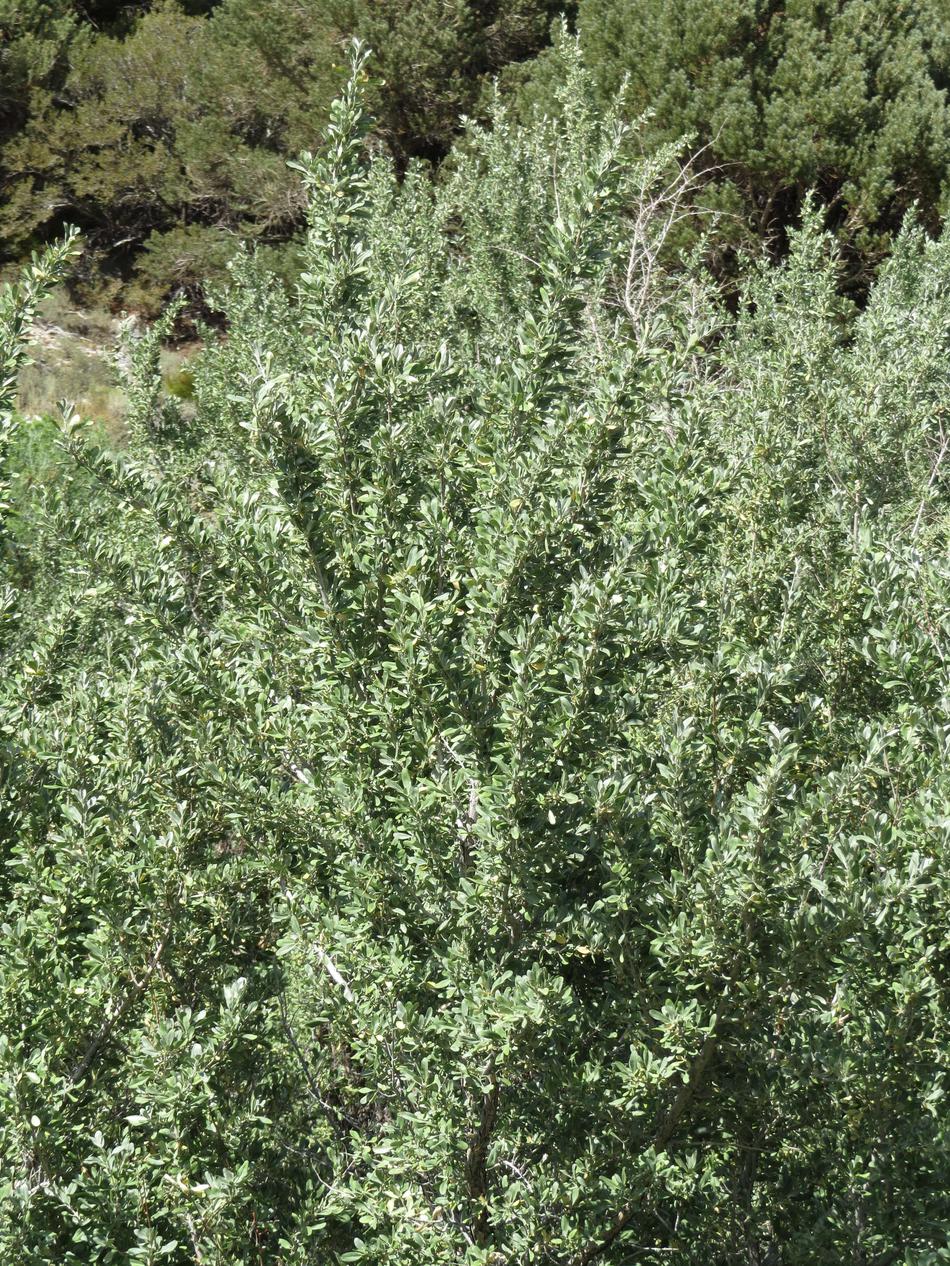 Shepherdia argentea Silver Buffaloberry - grid24_24