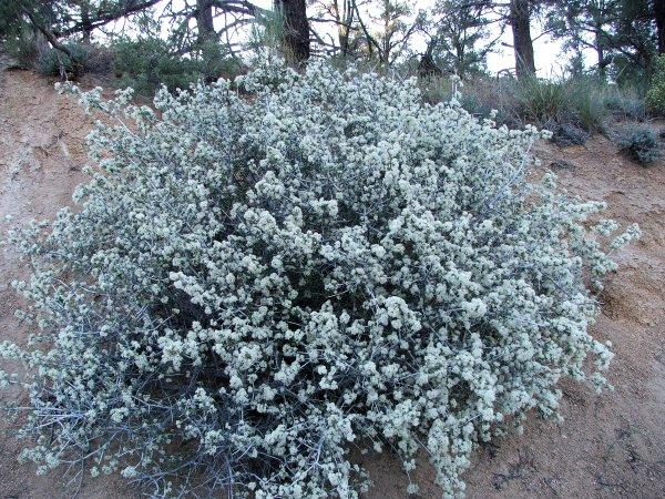 We took this photo of Ceanothus greggii vestitus at dusk.