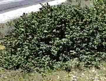 An old picture of Arctostaphylos canescens.