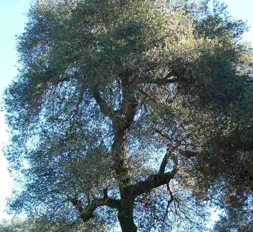 California Oaks I Quercus Agrifolia Coast Live Oak And