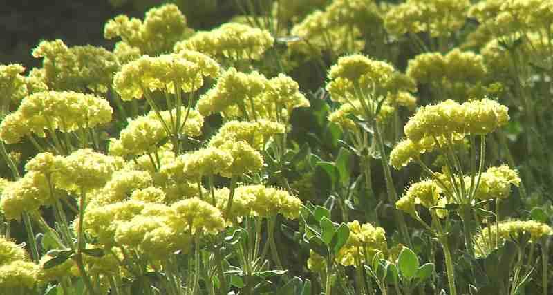 Shasta Buckwheat or Sulfur  Buckwheat flowers can add a lot of color to a native garden in summer. - grid24_24