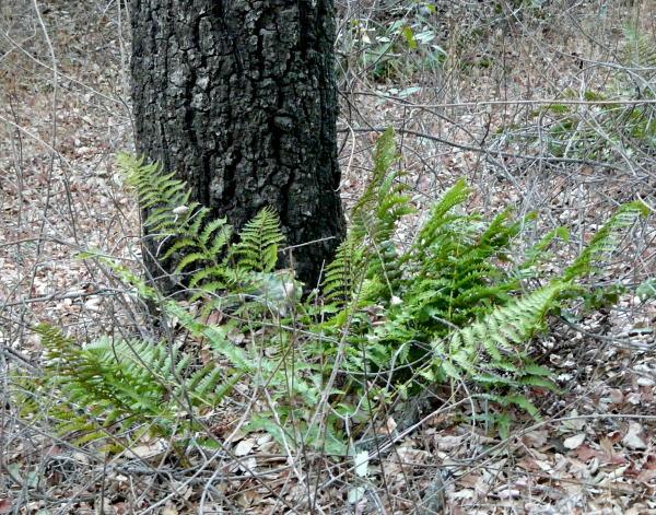 Dryopteris arguta Wood Fern