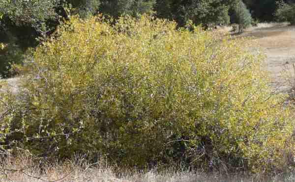 Salix lasiolepis, Arroyo Willow, as bush