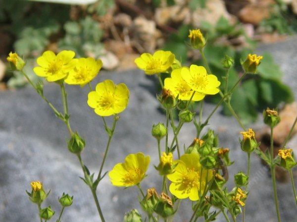 Potentilla Gracilis Cinquefoil