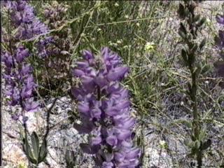An old picture of Lupinus latifolius