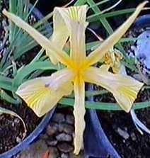 Here is a nursery photo of Iris hartwegii, Sierra Iris, from Santa Margarita, California.